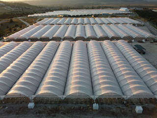 Aerial drone view of huge areas greenhouse for growing vegetables. Greenhouse farming, agriculture industry. Flying over large industrial greenhouses at sunset.