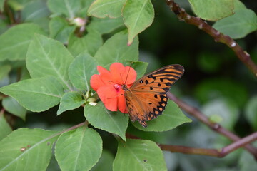 orange agraulis vanillae butterfly sipping nectar from a red impatiens walleriana flower
