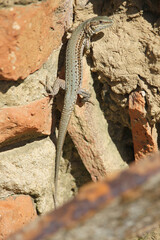 A specimen of Catalonian Wall Lizard (Podarcis liolepis) thermoregulating on a brick wall at the beginning of spring in Castilla (Spain)