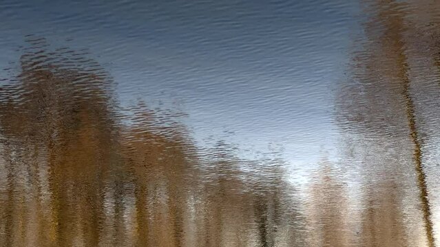 LUSTRZANE ODBICIA DRZEW W WODZIE. RUCHOME TŁO Z LUSTRZANYM ODBICIEM DRZEW W WODZIE.