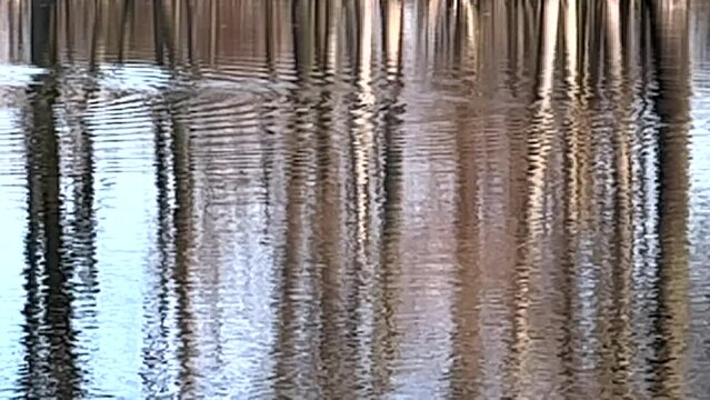 LUSTRZANE ODBICIA DRZEW W WODZIE. RUCHOME TŁO Z LUSTRZANYM ODBICIEM DRZEW W WODZIE.