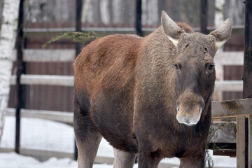 Moose in the reserve in winter.