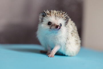 Cute hedgehog. Portrait of pretty curious muzzle of animal. Favorite pets. Atelerix, African hedgehogs. Selective focus. High quality photo © lara-sh