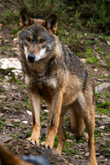 Photo of an Iberian wild wolf in the middle of nature in Zamora, Spain. Wild animal in the forest.