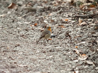 Erst auf den zweiten Blick erkennt man das Rotkehlchen auf dem Waldweg