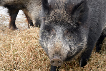Wild boar in the reserve.