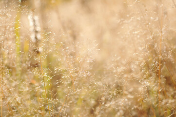 withered grass in sunlight