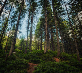 carpathian evergreen pine forest in morning sunlight