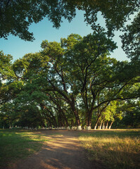 Obraz premium Summer oak park