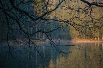 tree branch with dew near the lake at morning