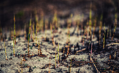 closeup burnt grass on sand