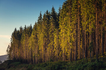 carpathian evergreen pine forest in morning sunlight