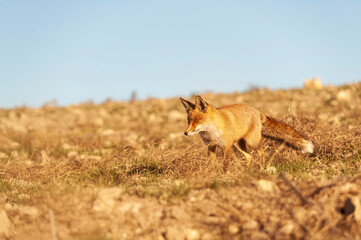 Fox sniffing freely, distrustful and cunning.