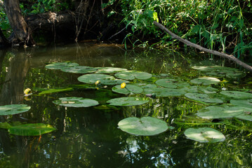 Water lilies on the river on a summer evening.