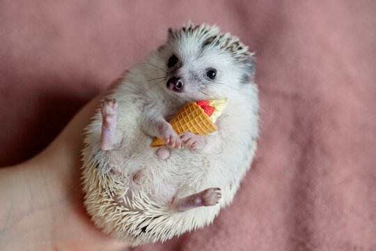 Cute funny hedgehog holds ice cream cone toy in its paws. Portrait of pretty curious muzzle of animal. Favorite pets. Atelerix, African hedgehogs. High quality photo