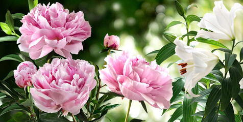 Bouquet of Hot Pink Peonies and white lilies closeup on a blurred green background