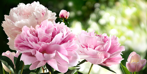 Bouquet of Pink Peonies closeup on a blurred green background