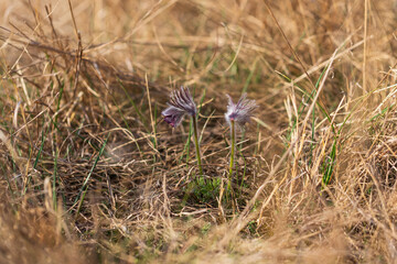Spring purple flower in the meadow - Grasshopper - Pulsatilla pratensis