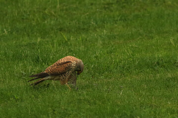 The Common Kestrel (Falco tinnunculus) after hunt with a death bird as a prey.