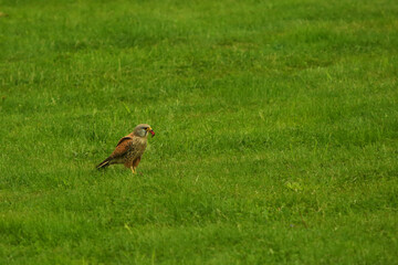 The Common Kestrel (Falco tinnunculus) after hunt with a death bird as a prey.
