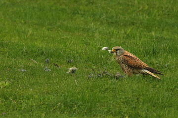 Obraz na płótnie Canvas The Common Kestrel (Falco tinnunculus) after hunt with a death bird as a prey.