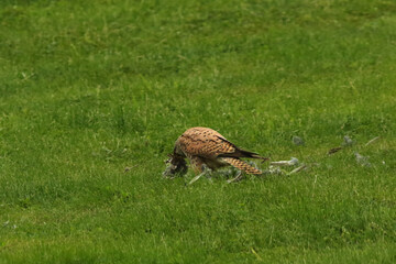 The Common Kestrel (Falco tinnunculus) after hunt with a death bird as a prey.