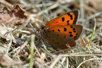 Small copper or Common copper (Lycaena phlaeas)