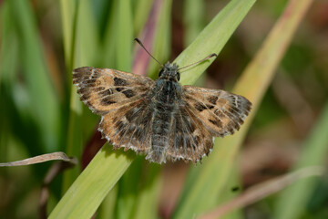 Mallow skipper (Carcharodus alceae) on a plant
