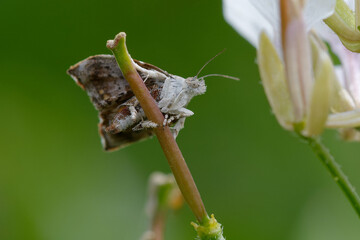 Fig-tree skeletonizer moth or Fig leaf roller (Choreutis nemorana)