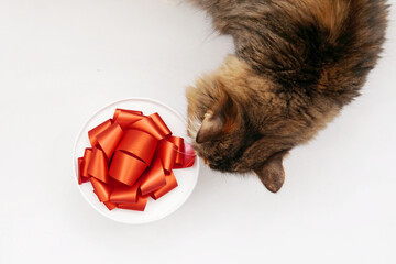 Brown Red Cat Sniffs Gift