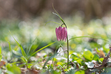 Beautiful fritillaria meleagris in green enchanted forest