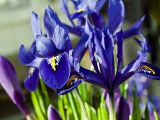 Blue dwarf iris and purple crocus in flower pots for sale at the flower market in spring.