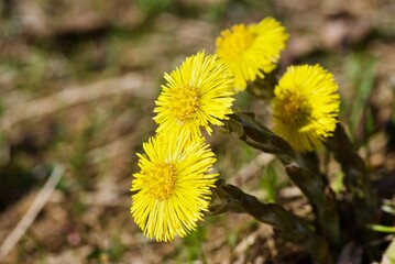 Close up of four yellow coltsfoot flowers growing up in spring.