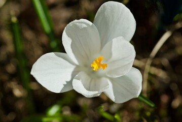 One white crocus flower growing up outdoors in spring.
