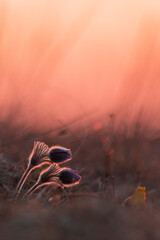 Pulsatilla flower in the beautiful red sunset light