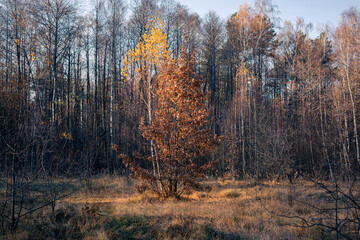 Fototapeta premium Trees with yellow leaves in the rays of the sun in an autumn forest.