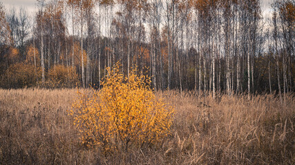 Trees with yellow leaves in the forest. Autumn landscape of Belarus.
