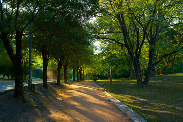 The trees of the old park in the rays of the dawn sun. Kislovodsk Terrenkur.