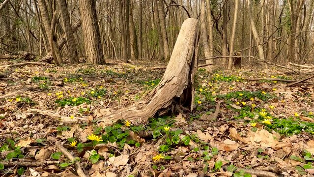 Spring Landscape in the Woods with Yellow Flowers