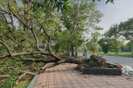 Kolkata, West Bengal, India - 28th May 2020 : Super cyclone Amphan uprooted tree which fell and blocked pavement. The devastation has made many trees fall on ground. Climate change.