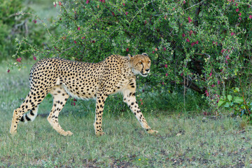 Cheetah (Acinonyx jubatus) walking and searching for prey in the late afternoon in Mashatu Game Reserve in the Tuli Block in Botswana              