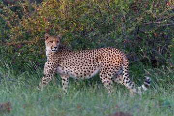 Cheetah (Acinonyx jubatus) walking and searching for prey in the late afternoon in Mashatu Game Reserve in the Tuli Block in Botswana              