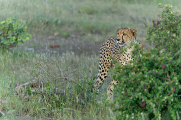 Cheetah (Acinonyx jubatus) walking and searching for prey in the late afternoon in Mashatu Game Reserve in the Tuli Block in Botswana              