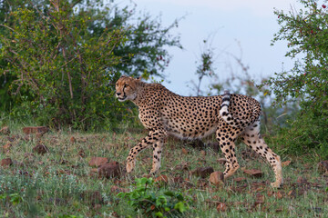 Cheetah (Acinonyx jubatus) walking and searching for prey in the late afternoon in Mashatu Game Reserve in the Tuli Block in Botswana              