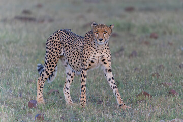 Cheetah (Acinonyx jubatus) walking and searching for prey in the late afternoon in Mashatu Game Reserve in the Tuli Block in Botswana              