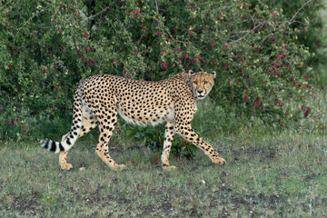 Cheetah (Acinonyx jubatus) walking and searching for prey in the late afternoon in Mashatu Game Reserve in the Tuli Block in Botswana              