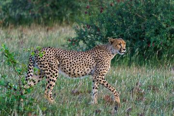 Fototapeta na wymiar Cheetah (Acinonyx jubatus) walking and searching for prey in the late afternoon in Mashatu Game Reserve in the Tuli Block in Botswana 