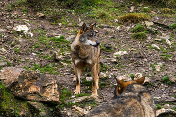 Photo of an Iberian wild wolf in the middle of nature in Zamora, Spain. Wild animal in the forest.