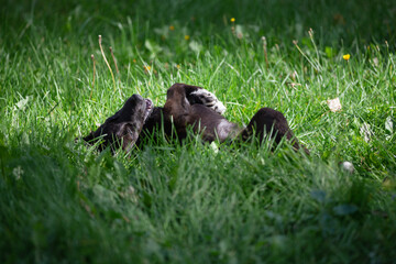 The mongrel dog sways and plays in the green grass.