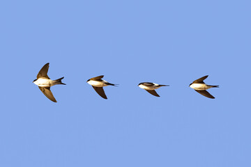 Photocomposition of a common house martin (Delichon urbicum), sometimes called the northern house martin, in fly on a blue sky background